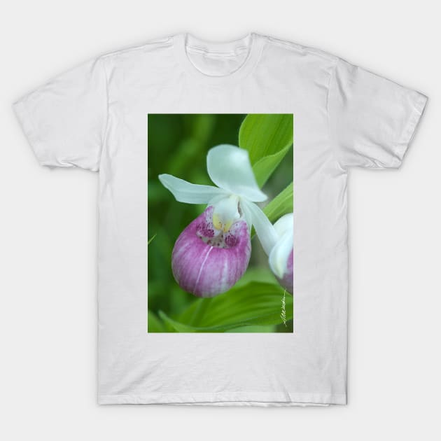 Showy Lady's Slipper T-Shirt by srwdesign